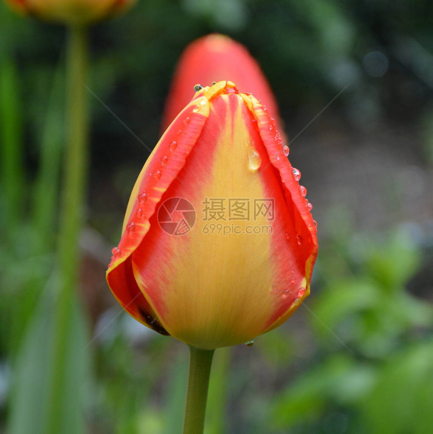 秋夏中雨天的花园朵很漂亮绿地风景也很好图片