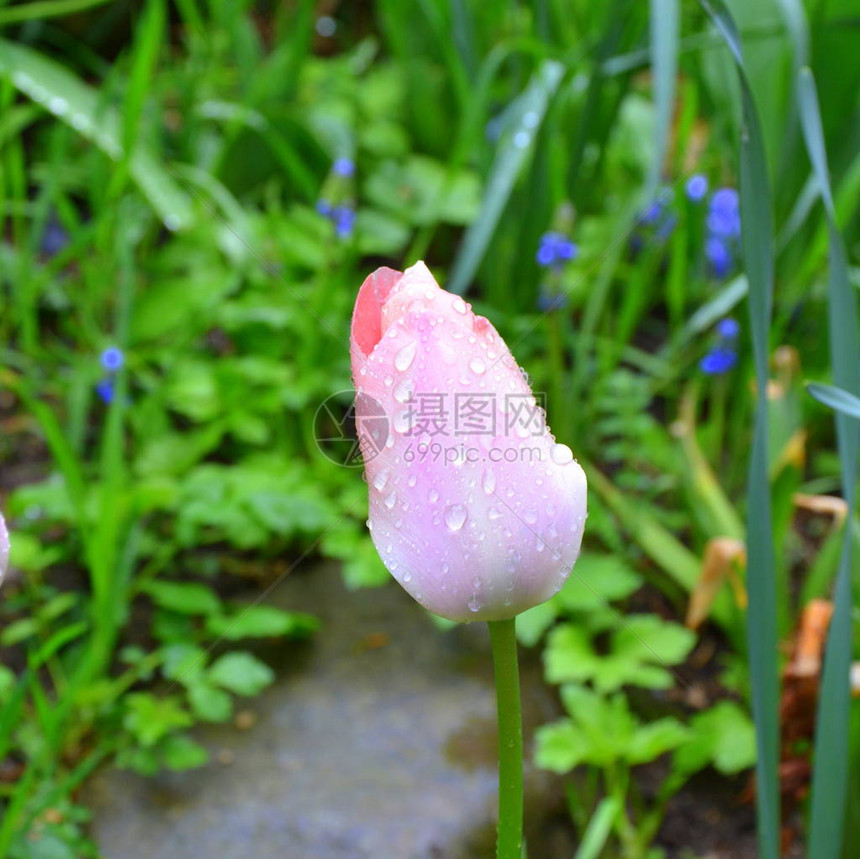 秋夏中雨天的花园朵很漂亮绿地风景也很好图片