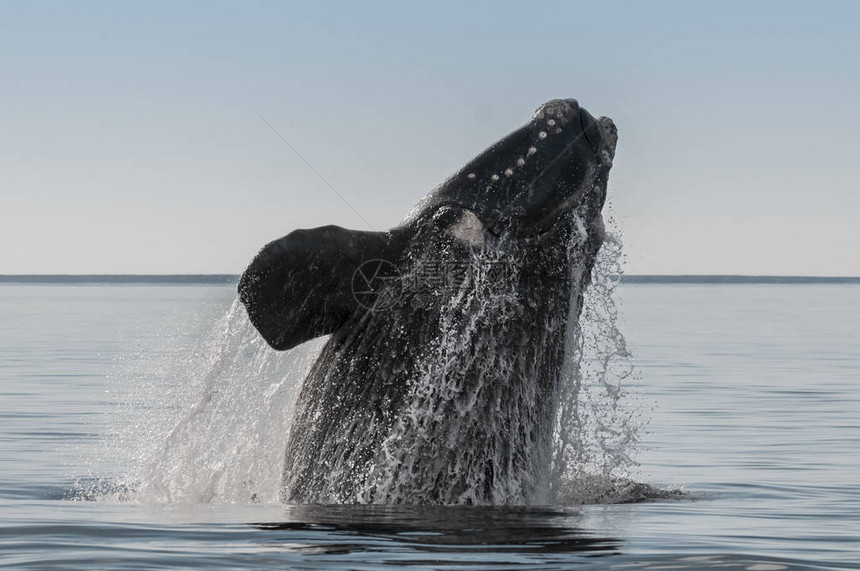 南鲸右下鲸鱼行为巴塔哥图片