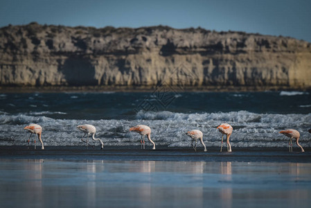 在半岛海岸觅食的火烈鸟群图片