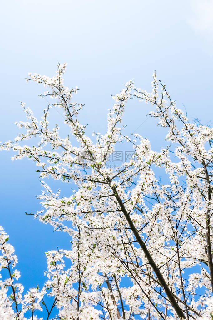 花美梦园与自然风光概念樱花与蓝天白图片