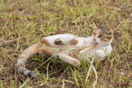 猫在地上玩草棒图片