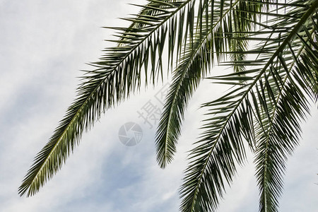 自然界中的棕榈树枝和树叶图片