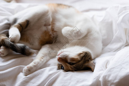 小胖姜黄猫睡在床上在背景图片