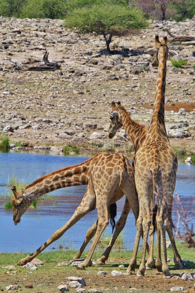 野生的Giraffe在纳米比亚整个荒野中图片