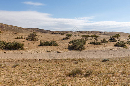 Gobi沙漠沿干涸的河床绿色灌木图片