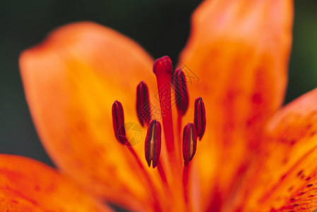 宏观中盛开的花大雌蕊和雄蕊美丽的红橙百合特写具有复制空间的植物多彩自然背景令人惊叹的欧洲花卉图片