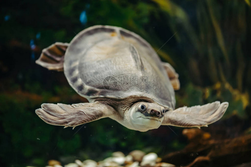 Carettochelysinsculpta快乐的乌龟在水下游泳有趣的动物图片