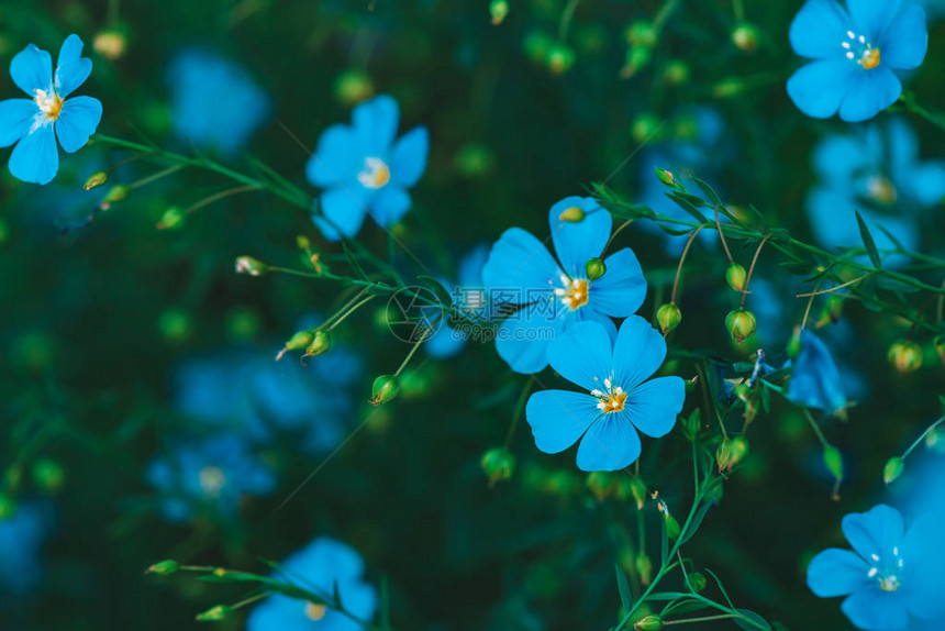 开花在绿色背景的令人惊奇的明亮的青色花亚麻生动的蓝色霓虹花特写宏观中的linumusitatissimum的开花芽美丽的盛开的亚图片