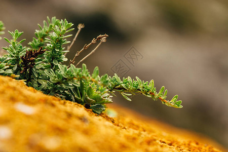 山体表面多肉植物和苔藓的微距摄影图片