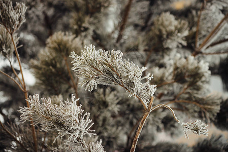 针叶树的枝上覆盖着雪图片