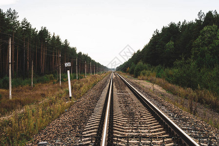 铁路穿越的透视图铁轨上的旅程电线杆沿着铁轨大气景观与铁路沿灌木和树图片