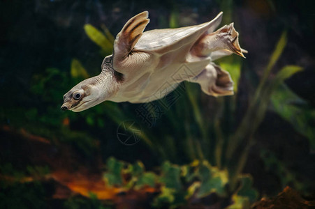 猪鼻乌龟在水族馆里游泳图片