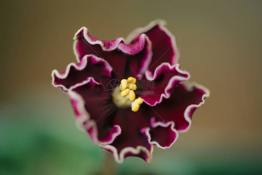 美丽盛开的紫罗兰花特写图片