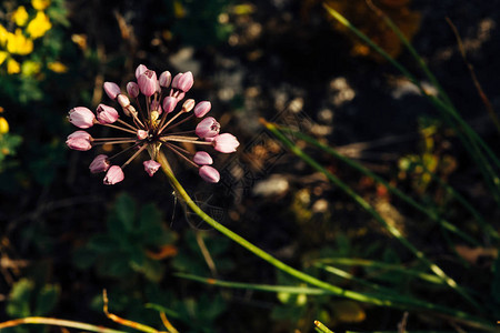 Alliumchristophii在饱和草本植物中生长图片