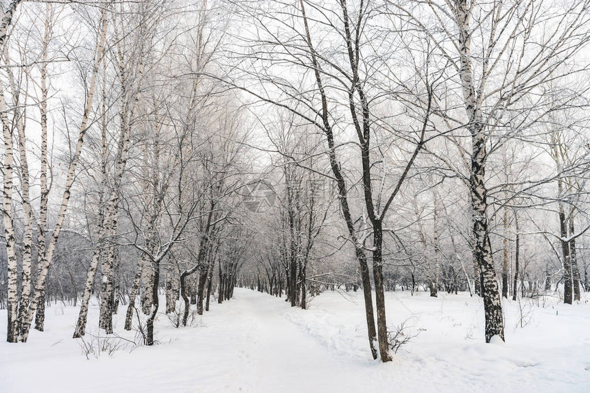 在公园的树枝间的雪隧道关闭白雪皑的白色背景与小巷在树林里在降雪期间有白霜的冬季树木之间的路径霏大图片