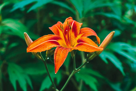 宏中美丽的红橙开花百合令人惊叹的风景如画的花卉特写在绿色背景的五颜六色的植物与拷贝空间花瓣鲜艳的欧洲香水花背景图片