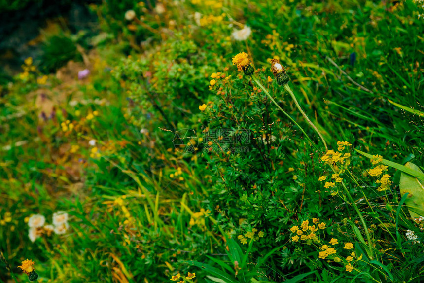 在丰富的植被中的蒲公英杂草丛中的小美丽花朵特写自然背景与绿叶中的吹球高原植物群惊人的植物图片