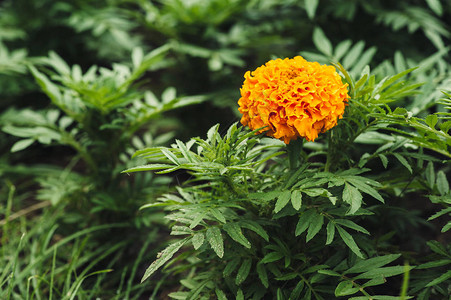 在绿草背景的橙色万寿菊花图片