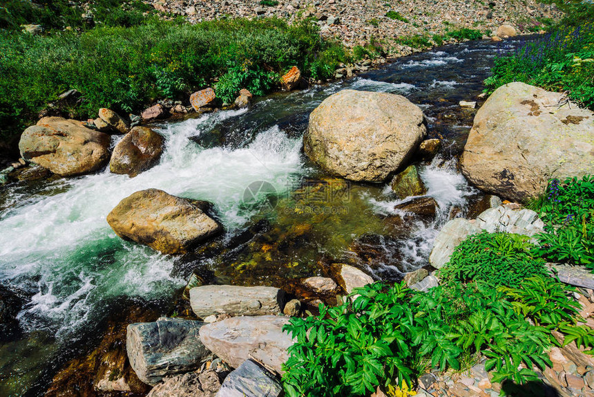 当归和其他丰富的植被沿着山溪近距离生长快速的水流与石头在绿草和其他绿色植物之间的河流中高地景观图片