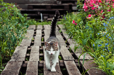 一只灰色条纹猫沿着由花园中的木质小盘制背景图片