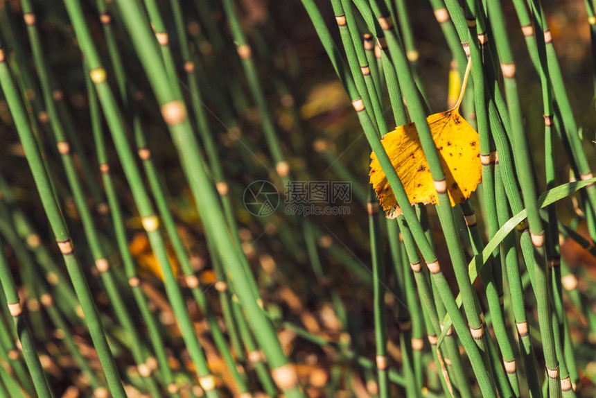 落下的泛黄木质叶子卡在马尾草叶片之间桦树秋天的叶子关闭秋天的绿色和黄色背景与木贼在阳光图片