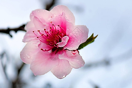 位于塞浦路斯拉纳卡的Tender粉红杏花prunusd背景图片
