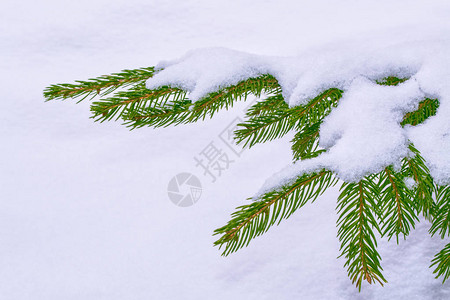 冰冻的冬季有雪覆盖的树木图片