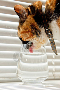 三色猫从白色卷背景上的透明玻璃杯中喝水一只戴着皮项圈的宠物在阳光下解图片