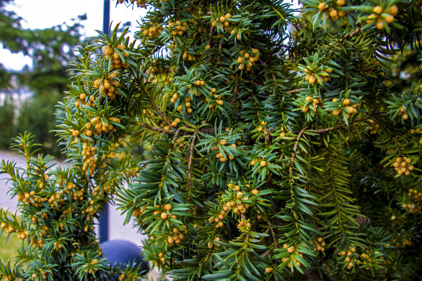 春季或夏季的绿色植物冬季过图片