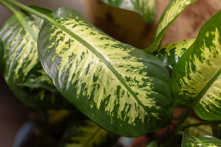 家用植物Dieffenbachia的美丽大叶子厚绿色树枝图片
