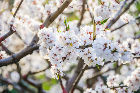 春天开花的杏树Prunusarme图片