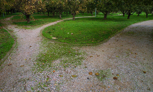 公园用树木和绿色低草弯曲土壤通道图片