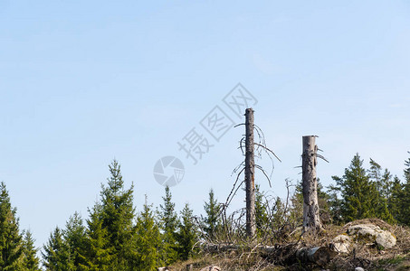 在一个明确砍伐的林区中两个高图片
