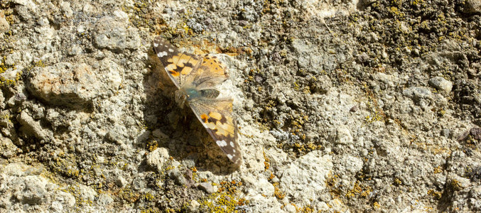 石头上五颜六色的蝴蝶图片