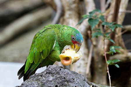 大绿金刚鹦鹉也被称为布冯金刚鹦鹉或大军用金刚鹦鹉图片