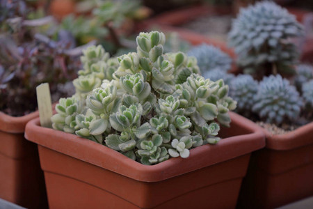 Cactus常年开花植物家族稀有的图片