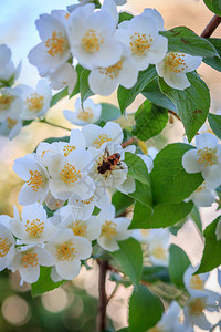 在阳光明媚的夏日露出茉莉花丛茉莉花和蜜蜂浅图片