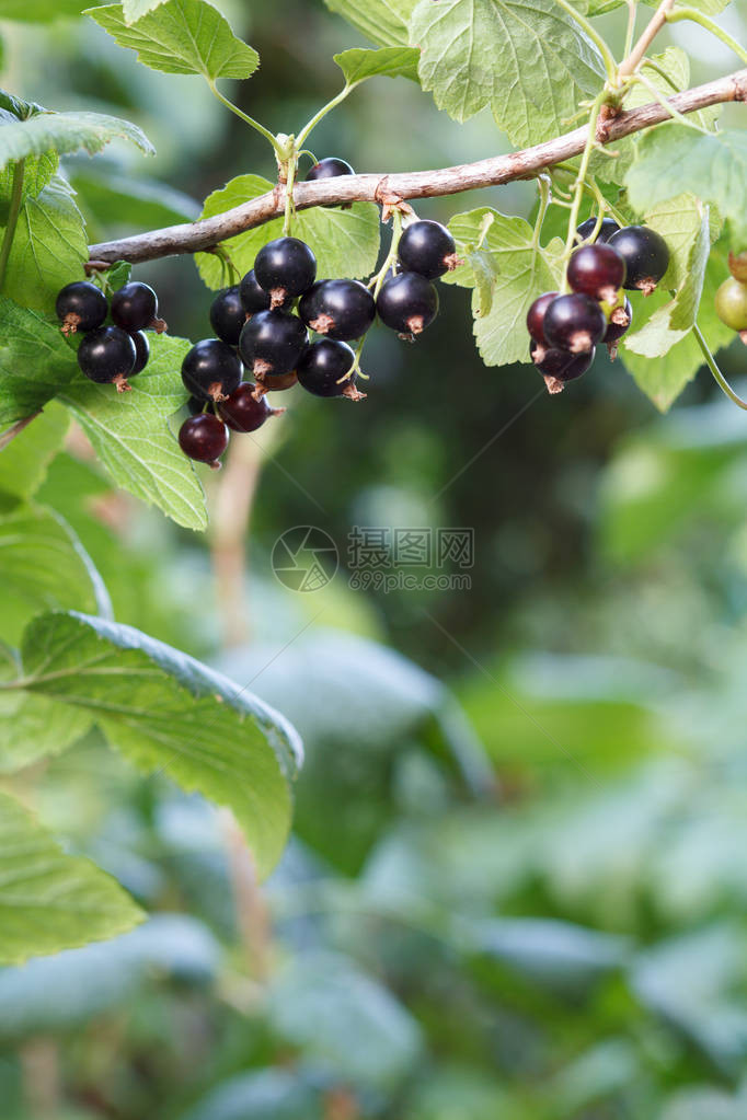 黑色草原的分支在夏日的花园里有浆果有模图片