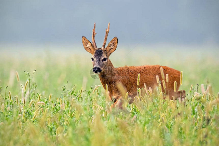 夏天在高草上行走的公鹿生中的公鹿动图片