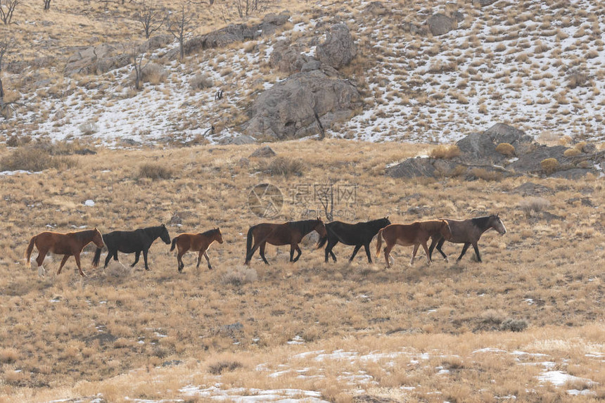冬季犹他州沙漠中的野马群图片