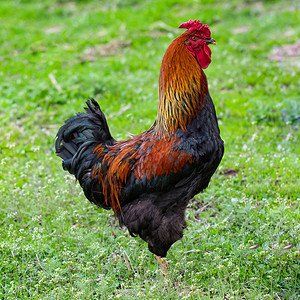 美丽的黑红公鸡有红色的徽章家禽图片