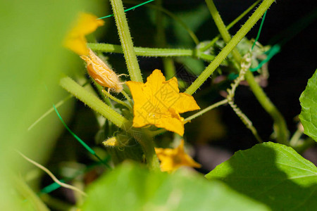 温室黄瓜的生长和开花图片