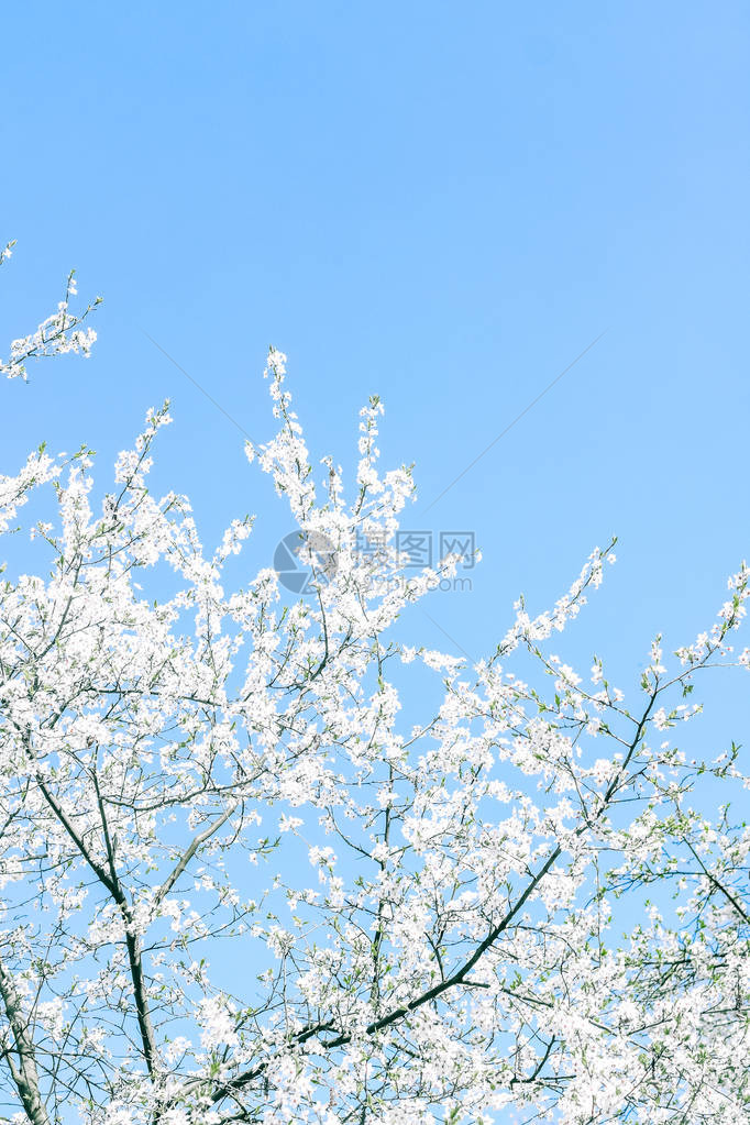 花美梦园与自然风光概念樱花与蓝天白图片