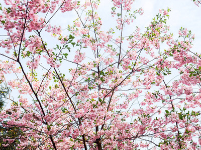 樱桃树枝上的小簇樱桃花图片