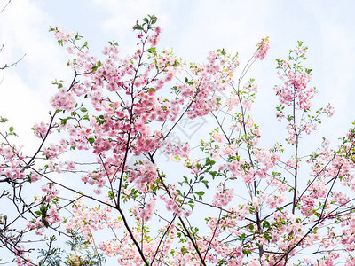 樱桃树枝上的小簇樱桃花图片
