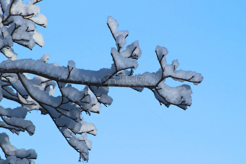 白雪覆盖的树枝蓝天背景图片