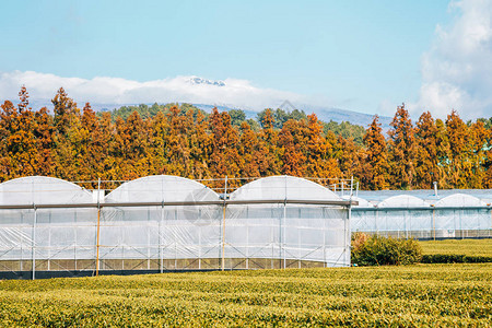 韩国济州岛的绿茶田和雪域汉拿山高清图片