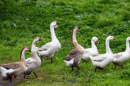 草丛中的鹅家禽鹅群白鹅图片