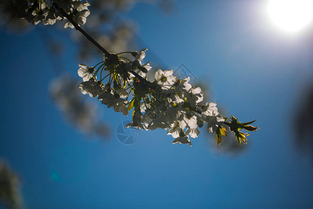 阳光下的樱花蓝天图片